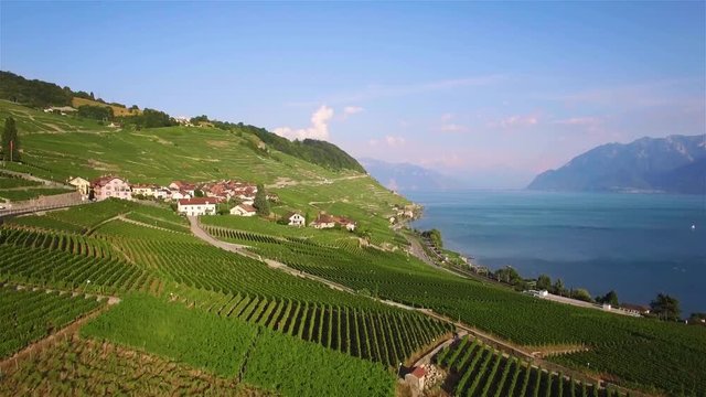 4K Aerial footage of Vineyard fields in Terrasses de Lavaux near Lausanne, Switzerland - UHD