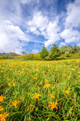 The Orange daylily(Tawny daylily) flower farm at Taimali Mountain with blue sky and cloud, Taitung, Taiwan