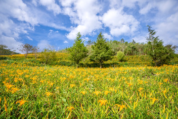 The Orange daylily(Tawny daylily) flower farm at Taimali Mountain with blue sky and cloud, Taitung, Taiwan