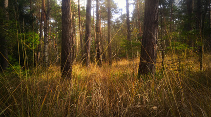 wald  Natur 