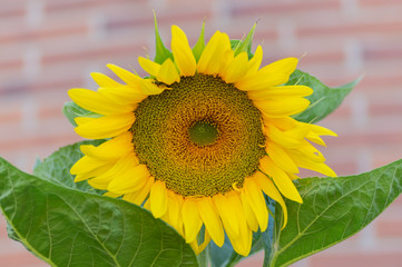 Sunflower growing in the garden of a house.
