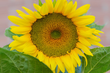 Obraz premium Sunflower growing in the garden of a house.