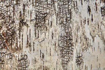Obraz premium Structure of tree bark, texture for backdrop.