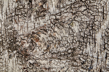 Tree trunk close-up, texture for background.