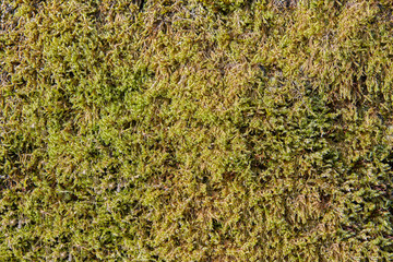Dark green moss, texture for background.