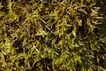 Bright green moss, texture for backdrop.