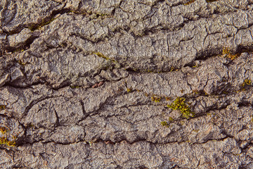 Wood texture close-up, texture for backdrop.