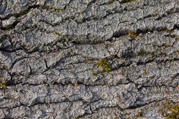 Wood structure close-up, texture for backdrop.