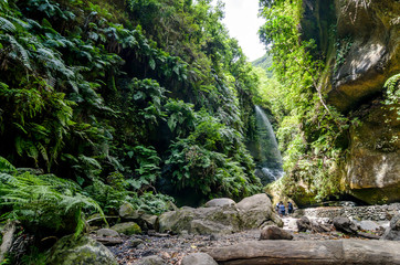 Waterfall and ferns in laurisilva forest in La Palma, Canary isl