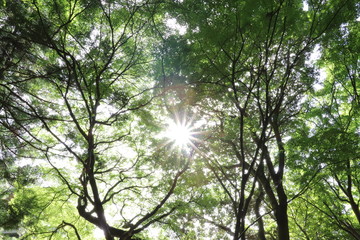 森の中の木漏れ日