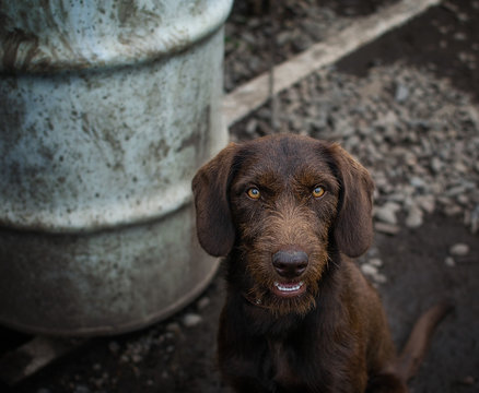 Archibald