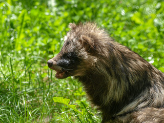 Nyctereutes procyonoides. Le chien viverrin ou chien martre