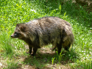 Nyctereutes procyonoides. Le chien viverrin ou chien martre