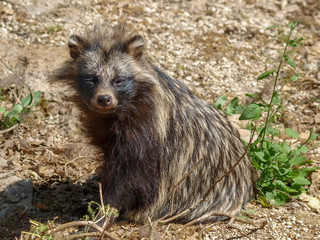 Le chien viverrin ou chien martre - Nyctereutes procyonoides