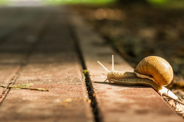 soft focus walking snail animal portrait in outdoor park natural environment on concrete road in summer evening sunset time in sun ray and on bokeh colorful background © Artem Kniaz