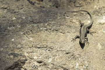 Eine Mauereidechse sonnt sich