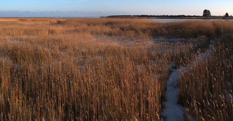 Röhricht auf der Insel Hiddensee