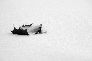 Winter oak leaf rests lightly on new fallen snow