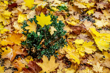Yellow leaves on the ground of the park. Pattern of autumn leaves_
