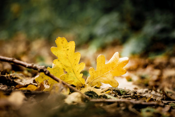 Yellow oak leaves on the ground on an autumn sunny day_