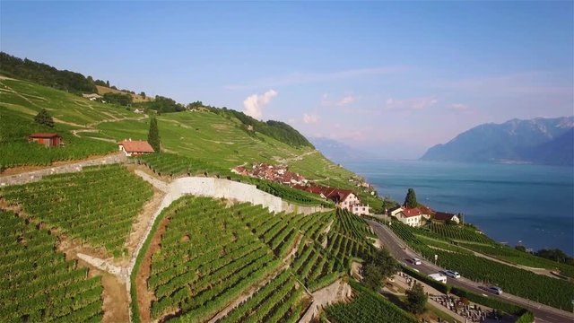 4K Aerial footage of Vineyard fields in Terrasses de Lavaux near Lausanne, Switzerland - UHD