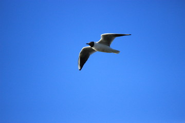 Fototapeta na wymiar Bird with blue sky