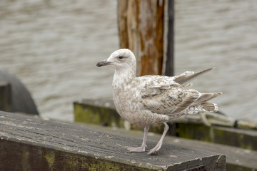 Seagull