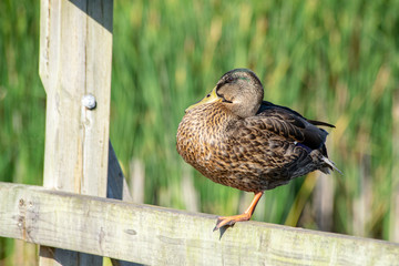 Female mallard duck perched on one leg on wooden post