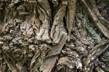 Old tree bark rough texture.