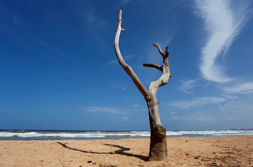 Dead tree on the beach of Balapitiya. Untouched tropical beach.