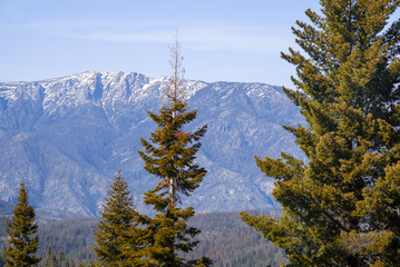 Coniferous trees and snowy mountains