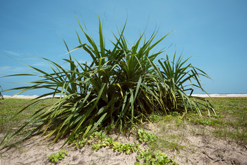 Untouched tropical beach