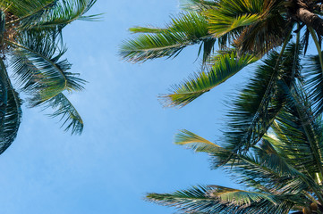 Fototapeta na wymiar Coconut palms on blue sky background. No filters or effects