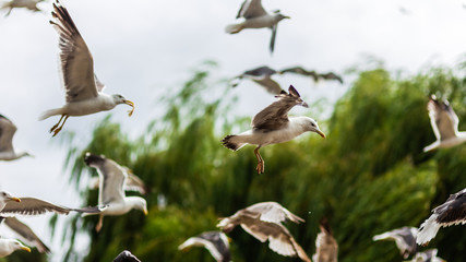 Flying Swarm of Seagulls