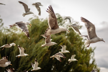 Flying Swarm of Seagulls