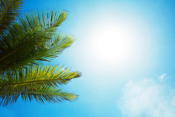 Fototapeta na wymiar Palm branch of the sky background