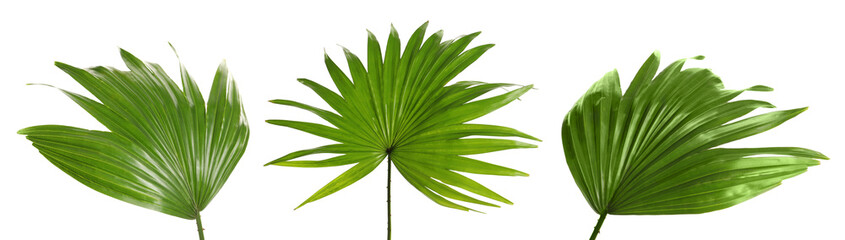 Set with tropical Livistona Rotundifolia palm leaves on white background