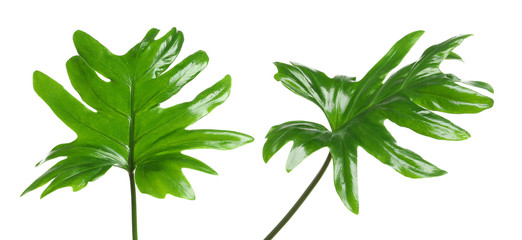 Set with tropical Philodendron leaves on white background © New Africa