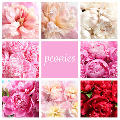 Set with beautiful peony flowers, closeup view