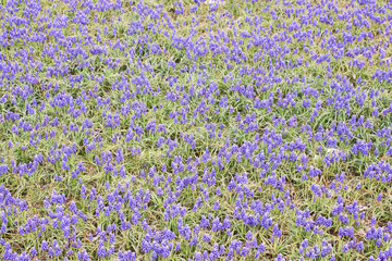 Obraz premium Group little mini blue muscaries flowers in the garden,Japan