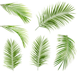 Set with tropical Sago palm leaves on white background