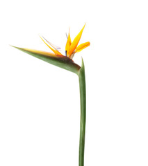 Obraz premium Beautiful bird of paradise flower on white background. Tropical plant