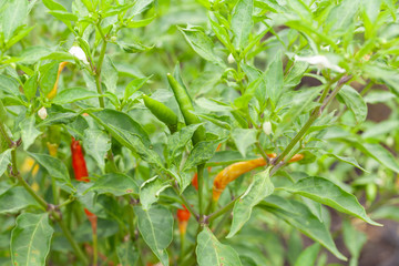 close up of chilli pepper plant in farm