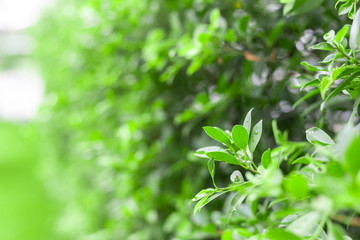 Fototapeta na wymiar Close up view of green leaf in garden.