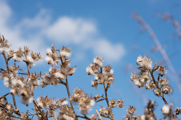 White flowers in summer With blue sky