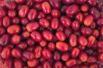 Ripe red dogwood berries closeup. Nature background
