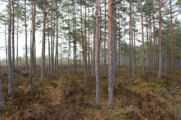 Obraz premium bog in soomaa national park in estonia