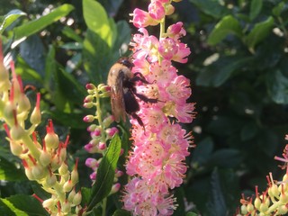 Bee pollinating on flower