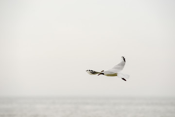 Tern in flight