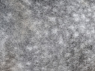 Texture of a grey spotted horse animal coat. Grey and white hair horse skin - real genuine natural...